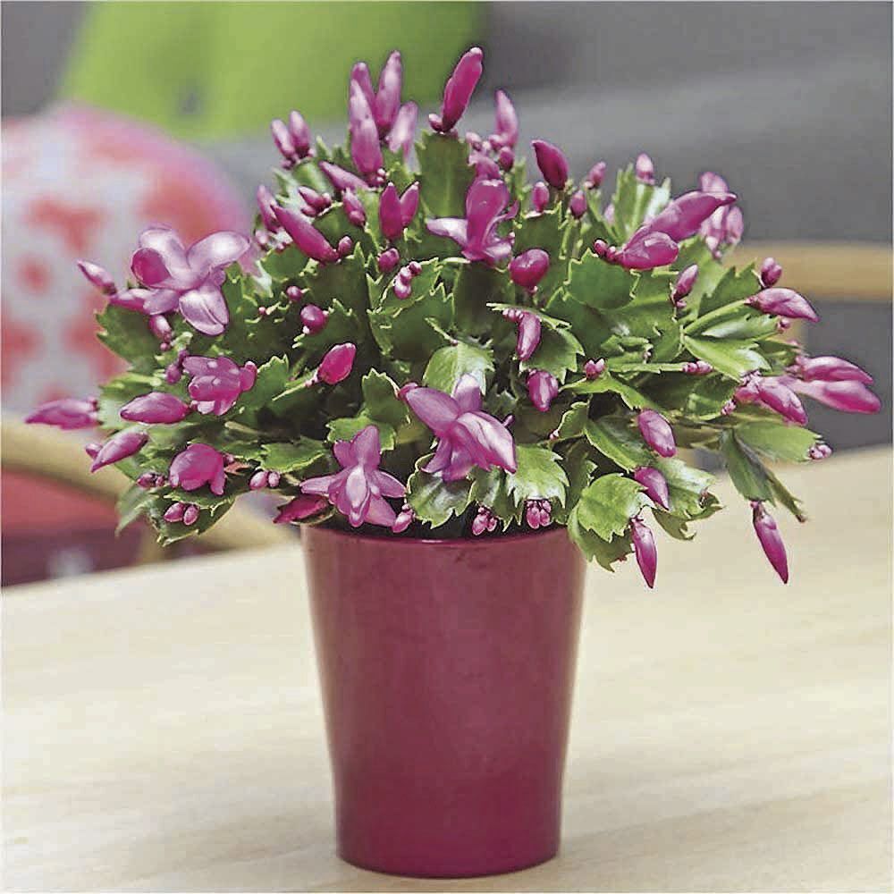 _ChristmasCactus_CMYK.jpg